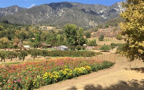 Southern California U-Pick Farms, Orchards & Tours