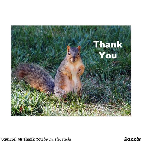 Cute Squirrel Photo Thank You Postcard | Zazzle | Cute squirrel, Squirrel, Fox squirrel