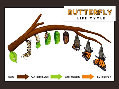 Butterfly Life Cycle – Compassion Crossing