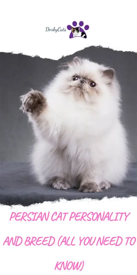 PERSIAN CAT PERSONALITY AND BREED (ALL YOU NEED TO KNOW) - DorkyCats