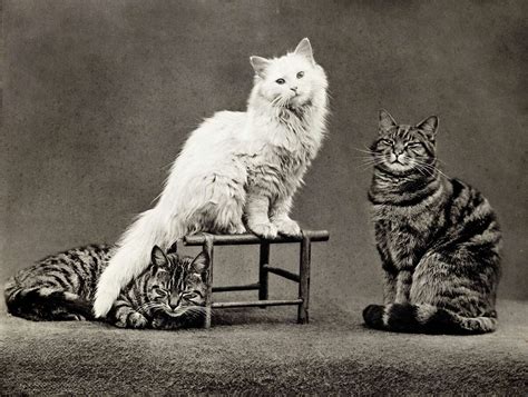 Rare Texas cat photograph from the Civil War is the great ancestor of ...