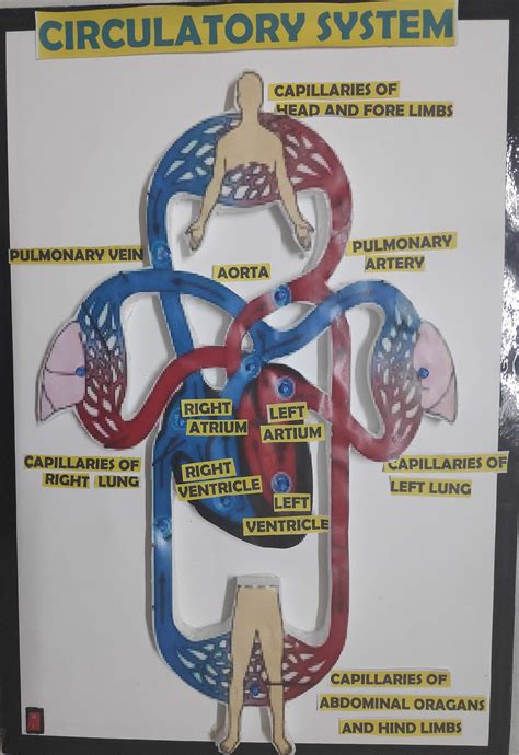 Circulatory System Model Project