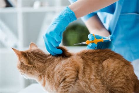 The Pros and Cons of Cat Microchipping - PD Insurance NZ