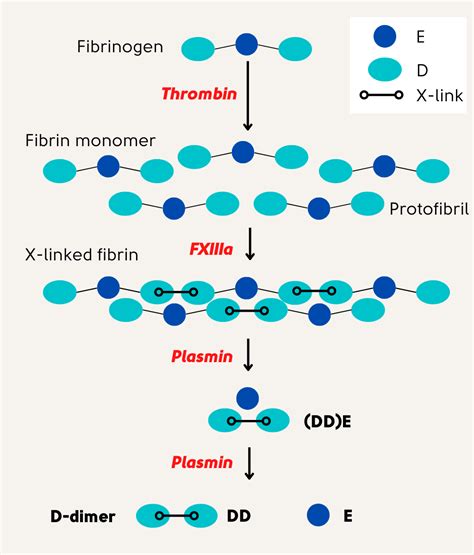 D-Dimers • The Blood Project