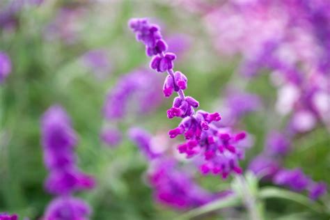 Salvia leucantha 'Purple Velvet' - BBC Gardeners World Magazine