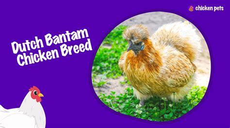 Dutch Bantam Chicken Breed. What is it? - Chicken Pets