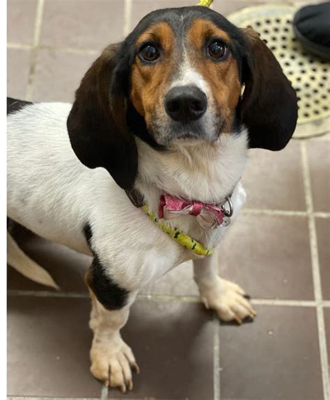 Knox County Humane Society Pet of the Week: Chloe