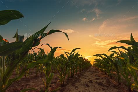 Corn field in sunset Stock Photo by stevanovicigor | PhotoDune