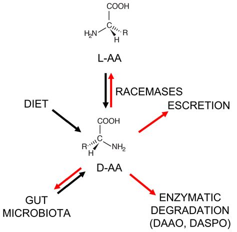 D-Amino Acids and Cancer: Friends or Foes?