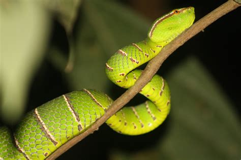 Logged tropical rainforests still support biodiversity even when the heat is on