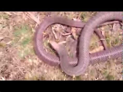 Venomous Aussie Snakes with Steve Ludwin - YouTube