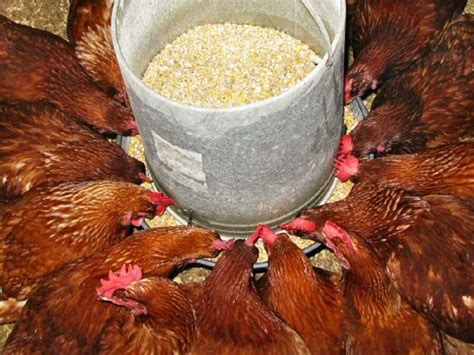 14 BEST CHICKEN FEED INGREDIENTS COMPOSITION ENHANCEMENTS WITH SUPPLEMENTS AND ADDITIVES ...