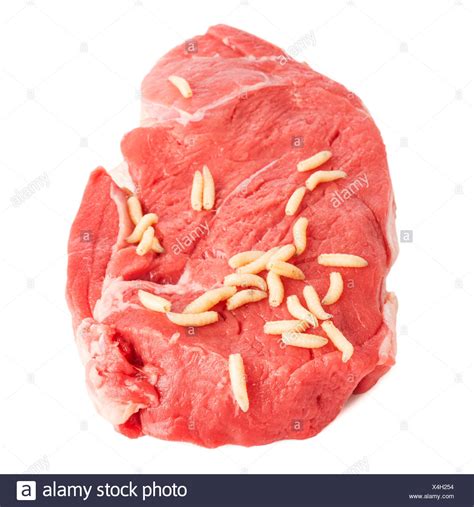 Maggots Meat High Resolution Stock Photography and Images - Alamy