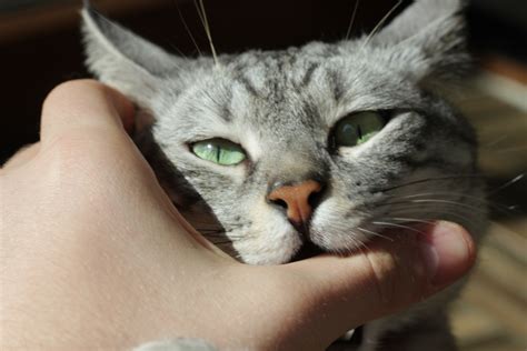 Cat Love Bites — Why Do Cats Nibble On You And How To Stop Them?