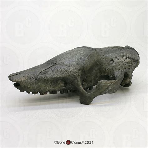 Giant Fossil Armadillo Skull - Bone Clones - Osteological Reproductions