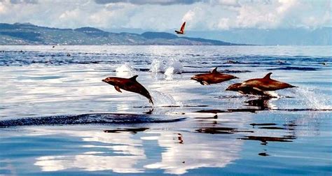 Atlantic Spotted Dolphin – "OCEAN TREASURES" Memorial Library