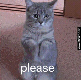 Cat Please GIF by Atinum - Find & Share on GIPHY