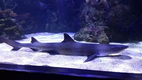 Shreveport Aquarium - 2020 All You Need to Know BEFORE You Go (with Photos) - Tripadvisor