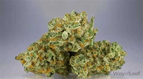 Ghost Train Haze Marijuana Strain [Full Review]