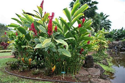 Red Ginger (Alpinia purpurata) | Tropical backyard landscaping, Tropical garden design, Plants