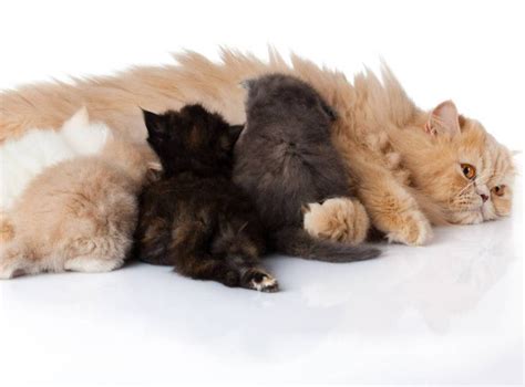 Things to Consider When Breeding Persian Cats | Persian Cat Corner