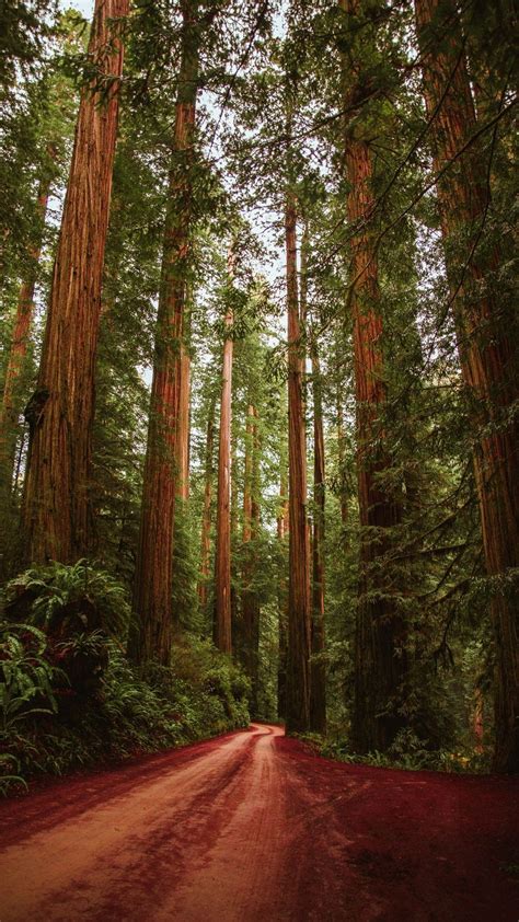 California Redwood Forest Wallpapers - 4k, HD California Redwood Forest ...