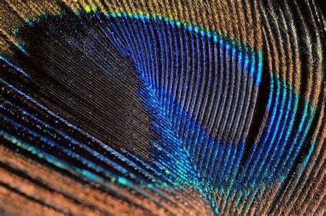 Peacock feather close-up | Peacock, Photo reference, Peacock feather