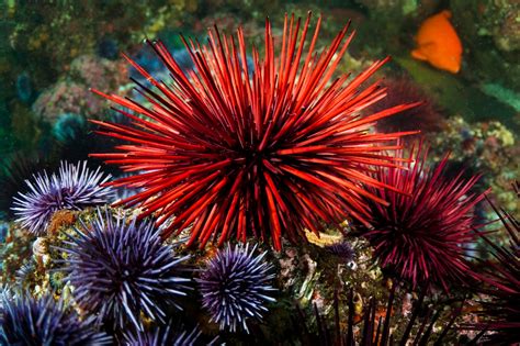 6 totally different sea urchins Ideal for collectors. VERY RARE They ...