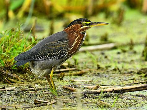 Birds and Wildlife - Friends of Horicon Marsh