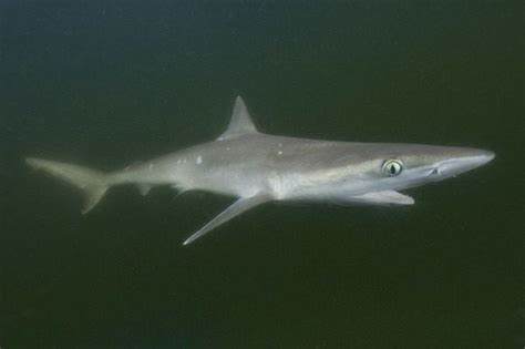 Atlantic sharpnose shark - Alchetron, the free social encyclopedia