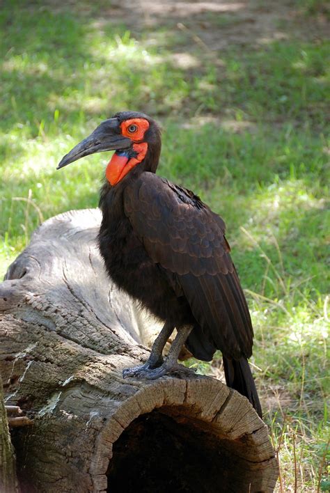 Lincoln Park Zoo Animals | Journalician