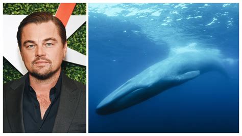 Leonardo DiCaprio's New Documentary Is About the World's Loneliest Whale