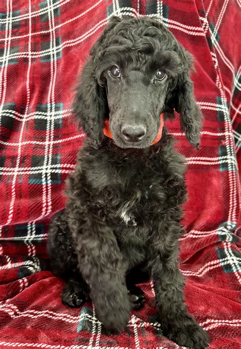 AKC Standard poodle puppies - Classified Ads - CouesWhitetail.com ...