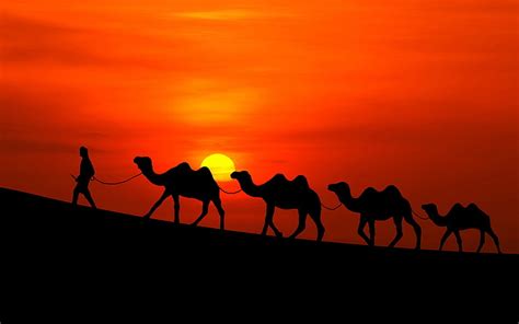 Camels, Sunset, Silhouette, Desert, HD, 4K, HD wallpaper | Wallpaperbetter