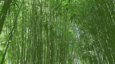 Remanescente de Sião: O bambu e o crente. Reflexão do dia