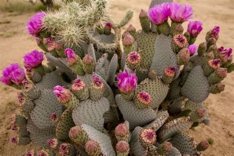 24 Beautiful Flowering Cactus Plants (With Names & Pictures) - AMERICAN GARDENER