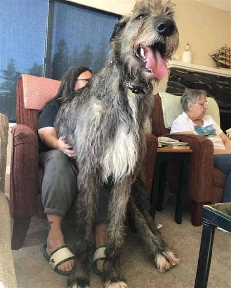 People Are Sharing Funny Photos Of How Big Their Irish Wolfhounds Are