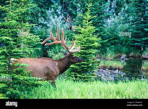 Elk with big antlers in the forest Stock Photo - Alamy