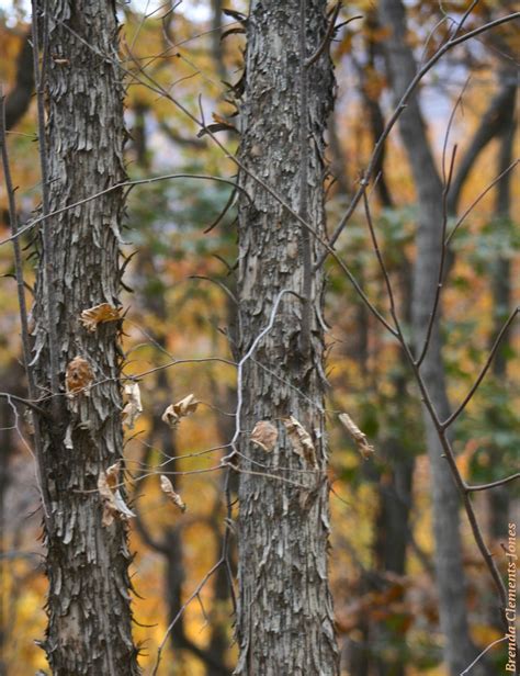 Hop-hornbeam Bark