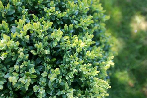 Cold Hardy Shrubs For Hedges: Growing Hedges In Zone 5 Landscapes