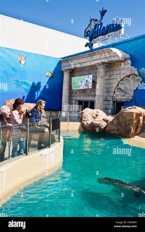 Seals frolic outside Atlantis Marine World aquarium, Riverhead, North Fork, Long Island, New ...