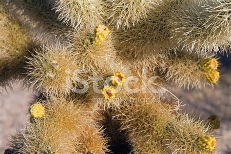 Cholla Cactus Flower Stock Photo | Royalty-Free | FreeImages