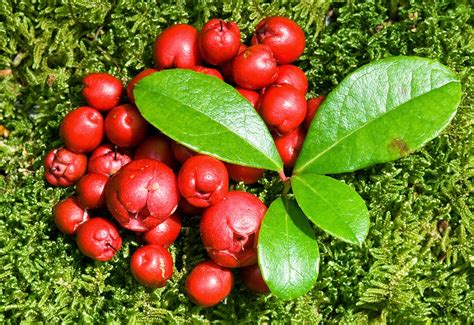 The 3 Foragers: Foraging for Wild, Natural, Organic Food: Wintergreen Recipe- Wintergreen Meringues