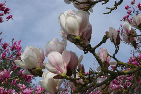 Jardin des plantes de Nantes - La terre est un jardin