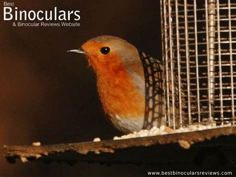 Birding Binoculars - Top 5 Things to Look For