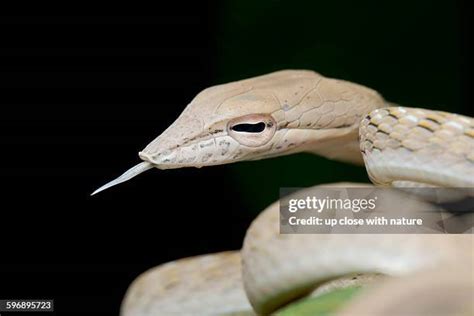 107 Whipsnake Stock Photos, High-Res Pictures, and Images - Getty Images