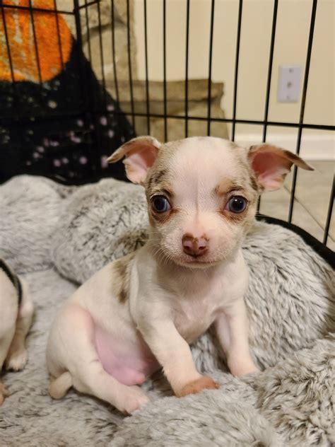 Chihuahua Puppies For Sale | Jacksonville, FL #337351