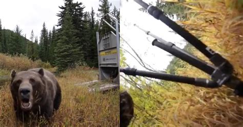 Photographer Shows How Fast Grizzly Bears Attack in Heart-Stopping Video | PetaPixel