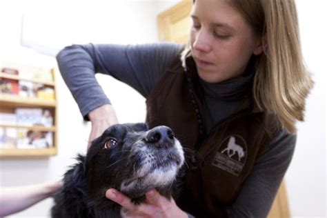 Photos: Chiropractor to the animal world | Minnesota Public Radio News