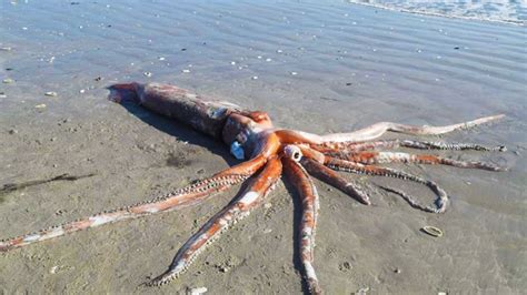 Giant Squids Found